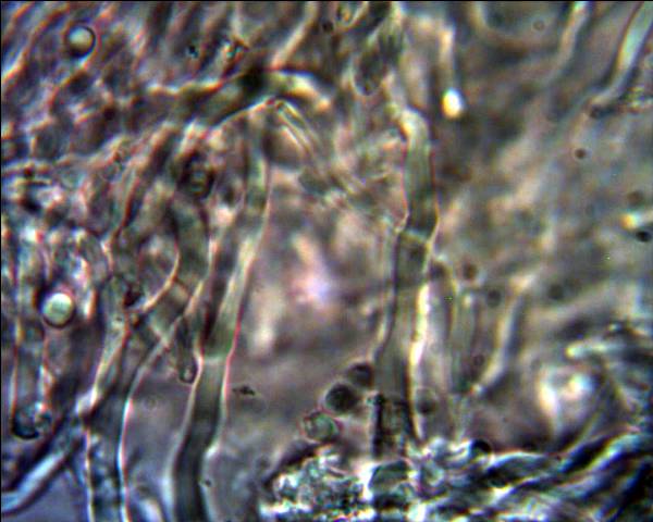 Oligoporus?? (Skeletocutis amorpha)